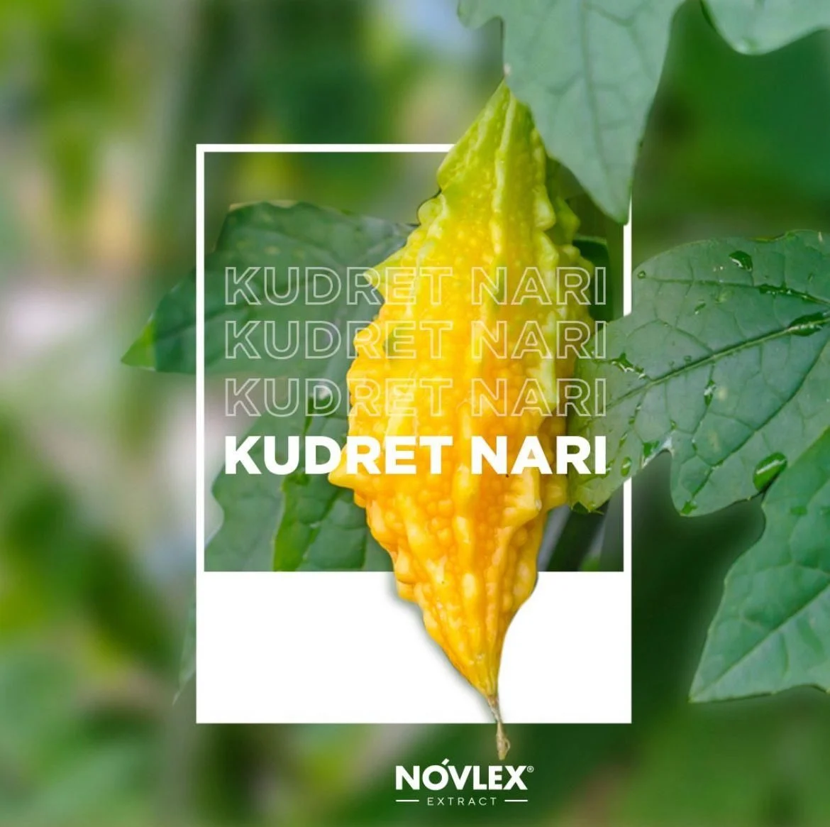 Novlex®%20Kudret%20Narı%20Ekstresi%20Ve%20Mucosave™%20250%20Ml
